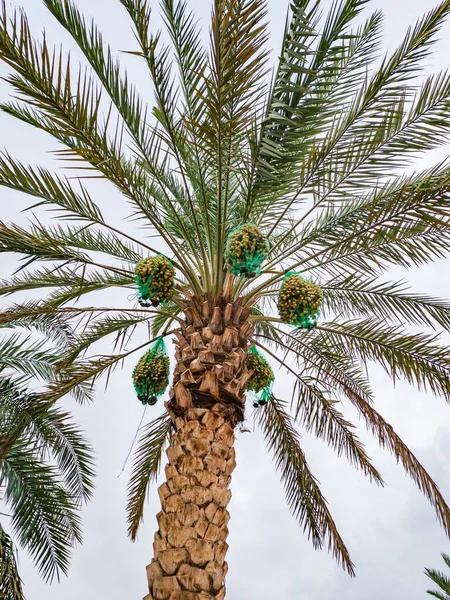 Ημερομηνίες Ωρίμανσης Στο Palm Tree Στο Ain Αμπού Ντάμπι — Φωτογραφία Αρχείου