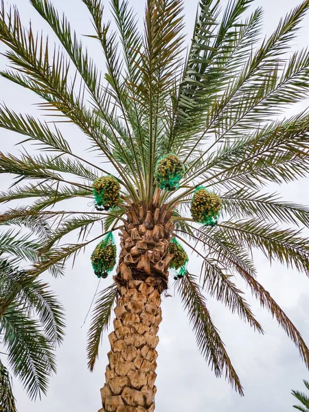 Dates Ripening Palm Tree Ain Abu Dhabi — Stock Photo, Image