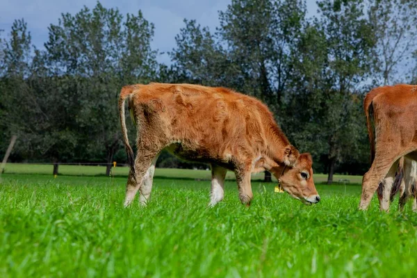 ブエノスアイレスの木があるジャージー酪農牛農場でのジャージー牛の放牧 — ストック写真