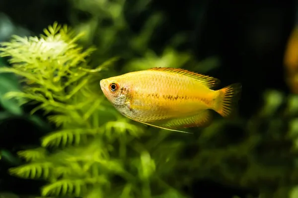 Een Close Van Schattige Honey Gourami Zwemmen Het Aquarium — Stockfoto