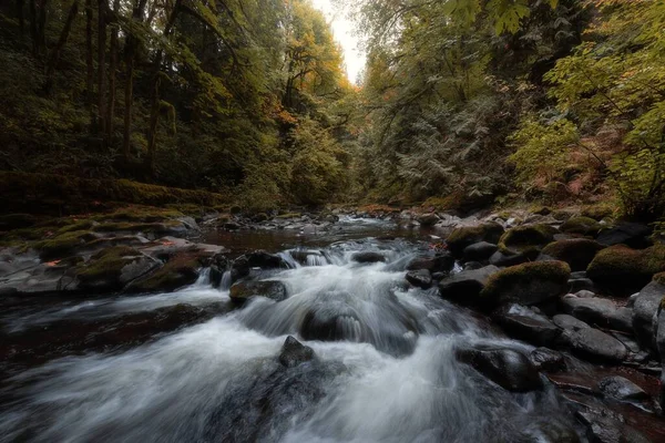 Lång Exponering Skott Forest Creek Landskap Med Stenar Träd — Stockfoto