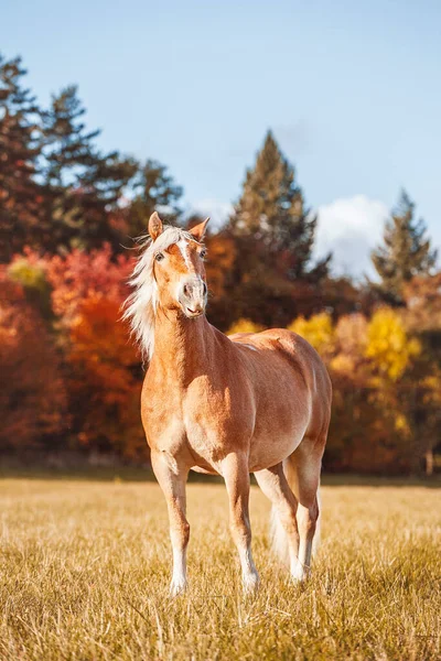 秋の晴れた日に畑の中でハシゴの馬 — ストック写真