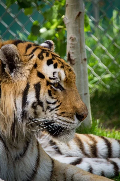 Disparo Vertical Tigre Descansando Zoológico —  Fotos de Stock