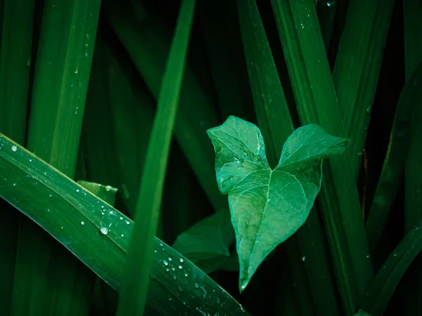 Bind Weed Feuilles Convolvulus Parmi Les Feuilles Gladioli Vert Avec — Photo