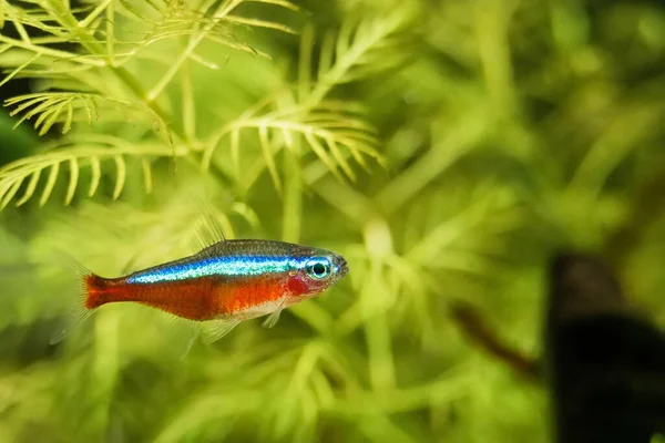 Eine Nahaufnahme Des Entzückenden Kardinal Tetra Der Aquarium Schwimmt — Stockfoto