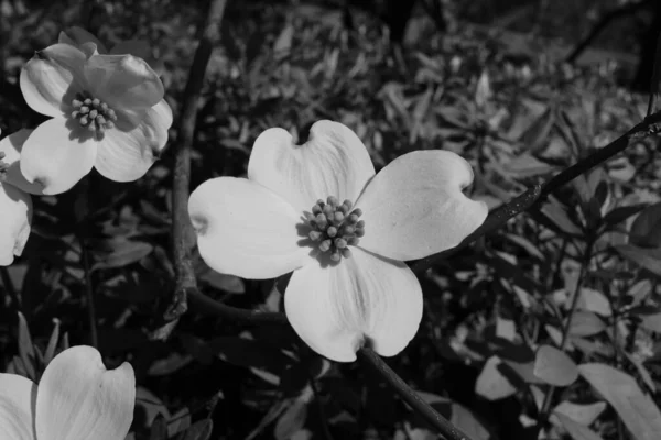 Μια Γκρι Φωτογραφία Λουλούδια Ανθισμένου Ξύλου Στο Έδαφος — Φωτογραφία Αρχείου