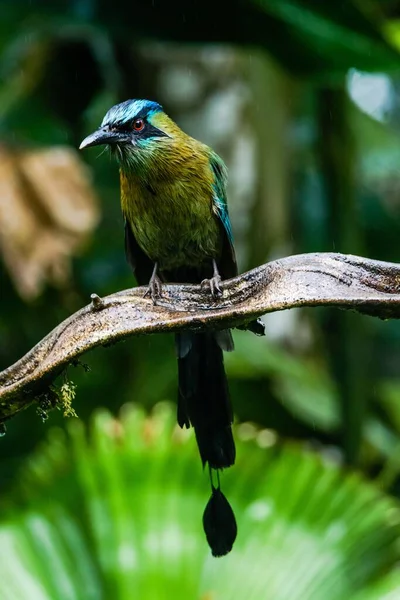 Primer Plano Una Adorable Mota Amazónica Posada Sobre Una Rama — Foto de Stock