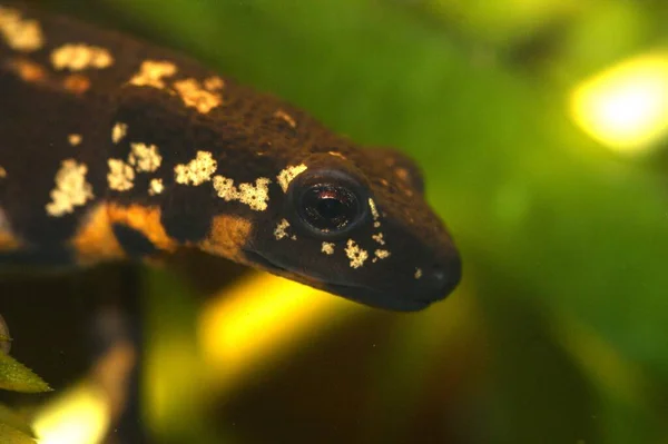 Closeup Colorful Japanese Sword Tailed Firebellied Newt Cynops Ensicauda Popei — Stock Photo, Image
