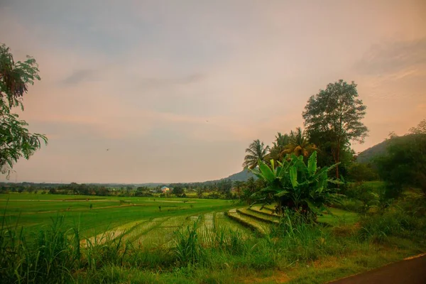 Świeże Sadzonki Ryżu Odbijającym Wodę Polu Ryżu Kulon Progo Wyspie — Zdjęcie stockowe