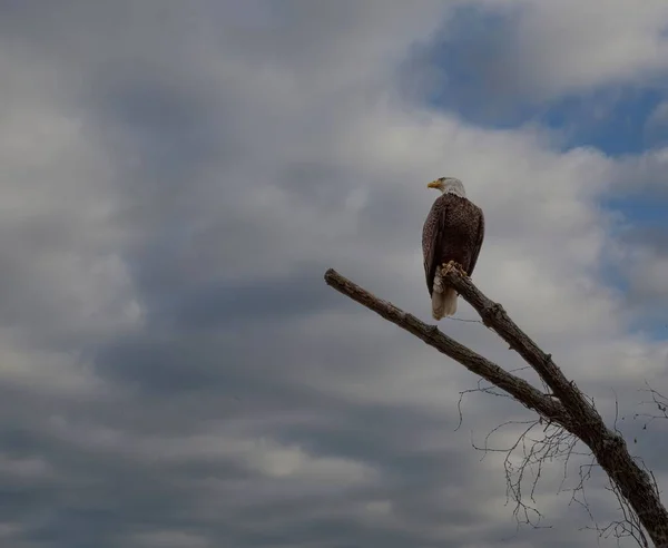 Low Angle Shot Bald Eagle Perched Tree Branch — Stock Photo, Image
