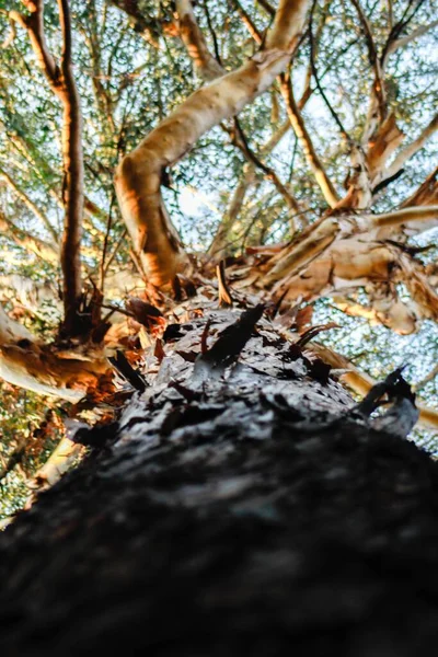 Nízký Úhel Záběru Rozkvetlého Velkého Stromu Zelenými Listy — Stock fotografie