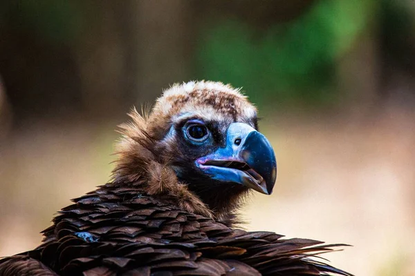 Close Shot Black Vulture Blur — Stock Photo, Image