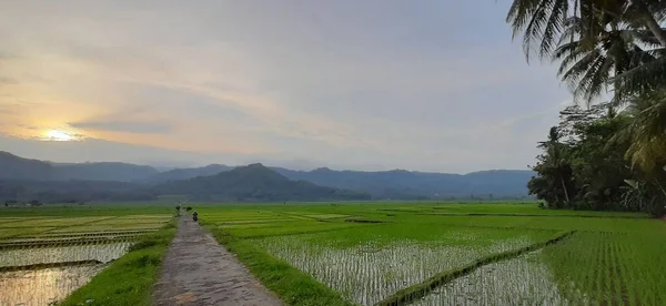 インドネシアのジャワ島のクーロン プロゴの水田の水を反映して新鮮な稲の苗を植えながら日没 — ストック写真