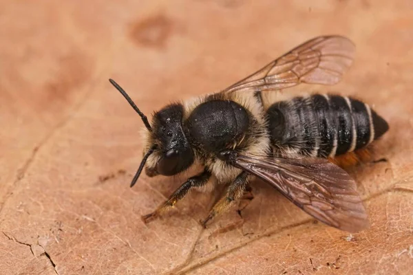 新鮮な登場した女性ウィロブの葉カッター蜂 地面に乾燥した葉の上に座っているMegachile Lapponica — ストック写真