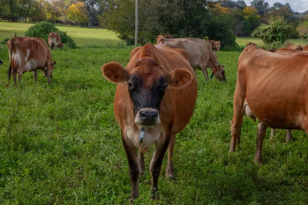 A standing jersey cow in Jersey Dairy Cow Farm with meadows in Buenos Aires