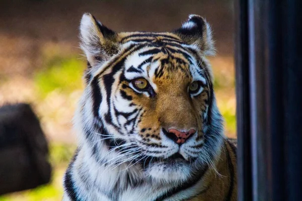 A close-up shot of a tiger\'s head in the zoo