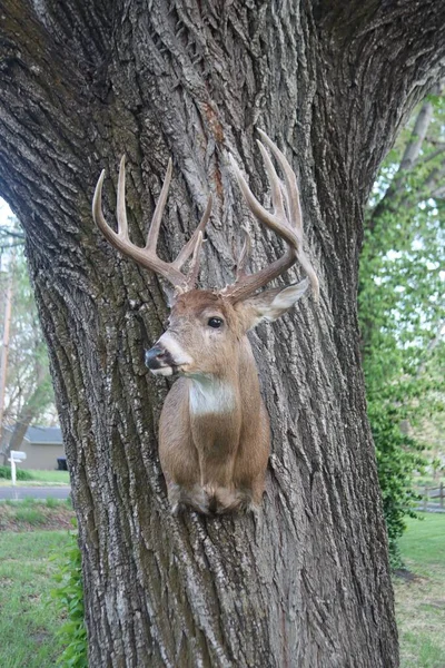 Plan Vertical Une Tête Cerf Sur Tronc Arbre — Photo