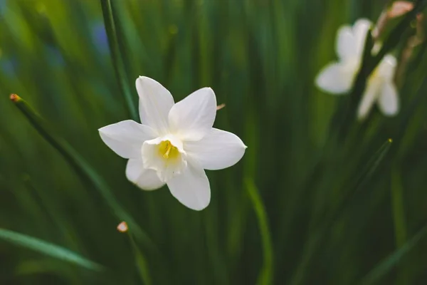 Een Close Shot Van Een Bloeiende Witte Narcis Een Veld — Stockfoto