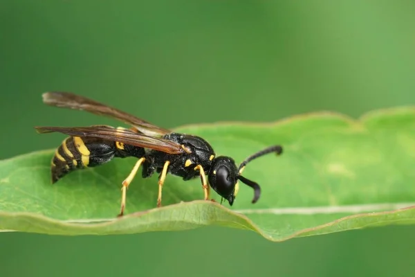 Närbild Tidig Frimurare Wasp Ancistrocerus Nigricornis Sitter Ett Grönt Blad — Stockfoto