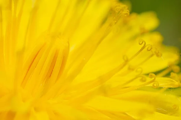 Macro Tiro Detalhes Sobre Uma Flor Dente Leão Amarelo — Fotografia de Stock