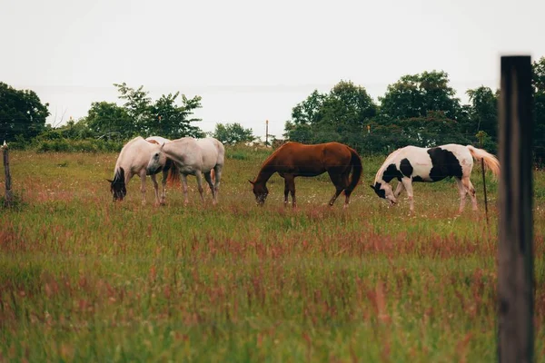 Кучка Разных Лошадей Пасущихся Диком Сельском Поле — стоковое фото