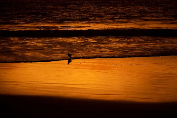 Una Silueta Pájaro Parado Playa Con Olas Detrás Atardecer —  Fotos de Stock