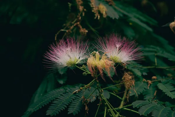 庭に緑の葉を持つペルシャの絹の植物の花のクローズアップショット — ストック写真