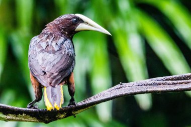 Bir dala tünemiş kestane kafalı ya da açılır kapaklı sevimli bir fotoğraf.
