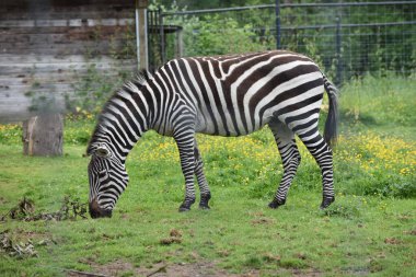 Çimlere bakan bir zebra.