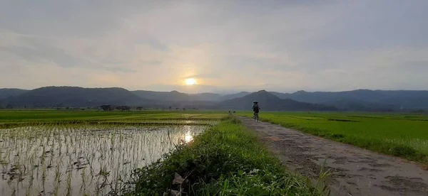 Une Femme Passant Des Rizières Fraîches Plantées Sur Son Vélo — Photo