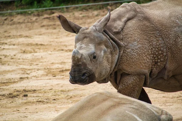 动物园里一只犀牛的特写镜头 — 图库照片