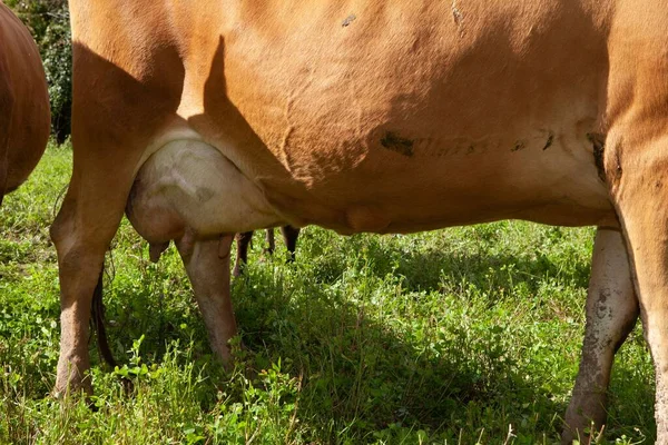 Jersey Dairy Nek Çiftliği Çimenlerinde Buenos Aires Inek Kahverengi Göğüslü — Stok fotoğraf