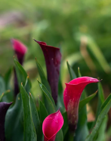 Egy Függőleges Lövés Rózsaszín Calla Liliom Virágok Zöld Levelek Homályos — Stock Fotó