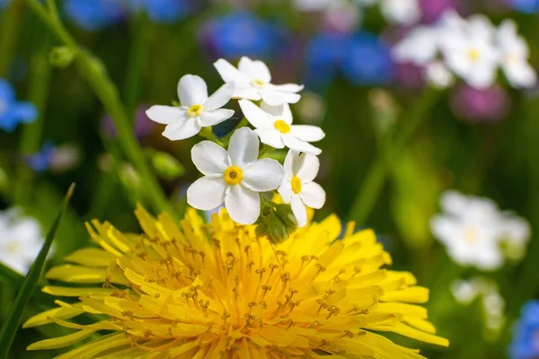 Een Close Shot Van Bloeiende Witte Schorpioen Grassen Bloemen Een — Stockfoto