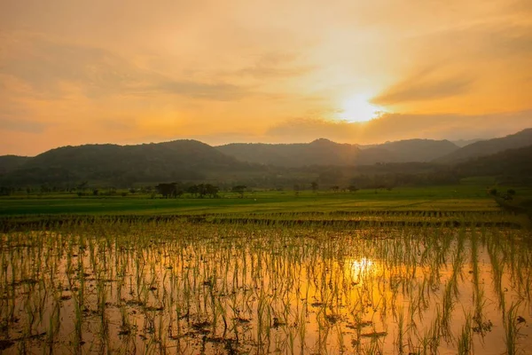 インドネシアのジャワ島のクーロン プロゴの水田の水を反映して新鮮な稲の苗を植えながら日没 — ストック写真