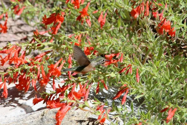 Zbliżenie Ruby Gardłowy Koliber Zapylający Czerwone Kwiaty Sunlight — Zdjęcie stockowe
