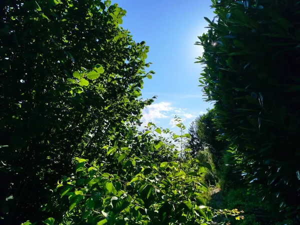 Пышные Зеленые Деревья Листья Против Голубого Неба — стоковое фото