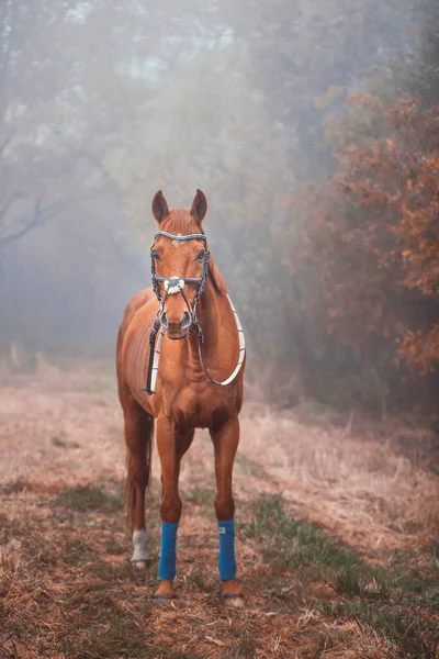 秋の日に森の中で英語のサラブレッド馬 — ストック写真