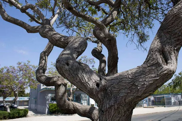 Oddly Shaped Tree Growing Street — Stock Photo, Image