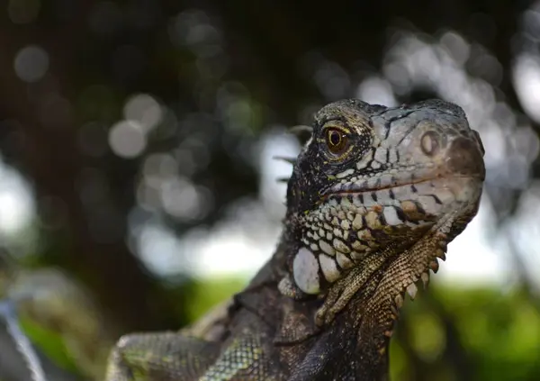 Closeup Shot Textured Dark Iguana Field — Stock Photo, Image