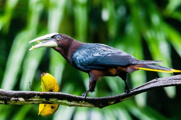 Close Adorável Oropendola Cabeça Castanha Comendo Alimentos Empoleirados Ramo — Fotografia de Stock