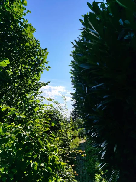 Disparo Vertical Frondosas Hojas Árbol Verde Contra Cielo Azul — Foto de Stock