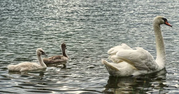 公園内の白鳥の家族 セール ザクセン アンハルト州 ドイツ — ストック写真