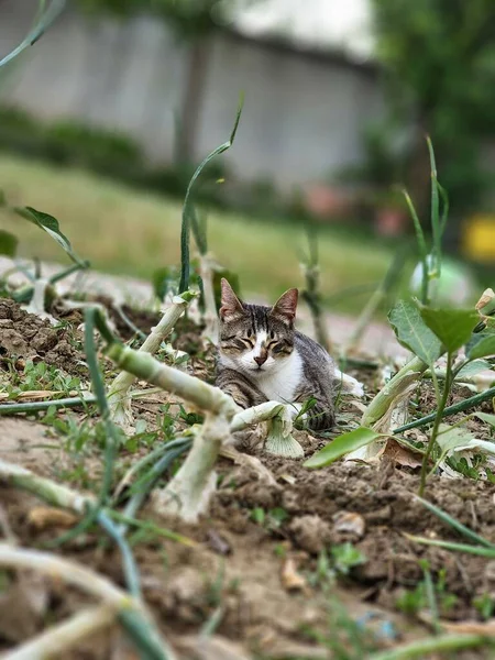 Tiro Foco Raso Pequeno Gato Bonito Tabby Que Coloca Chão — Fotografia de Stock