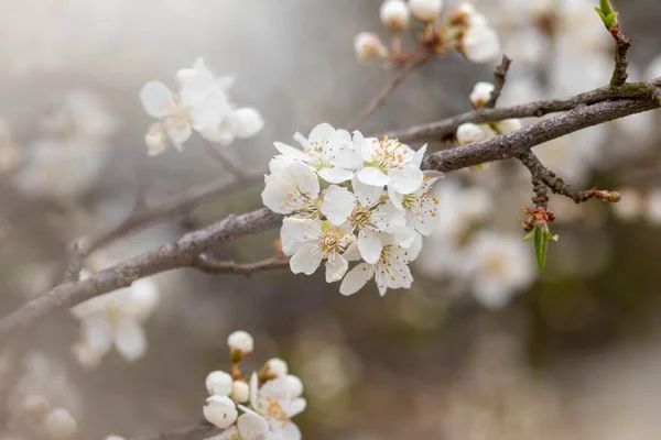 Een Close Shot Van Een Witte Bloem Bloeiend Tak — Stockfoto