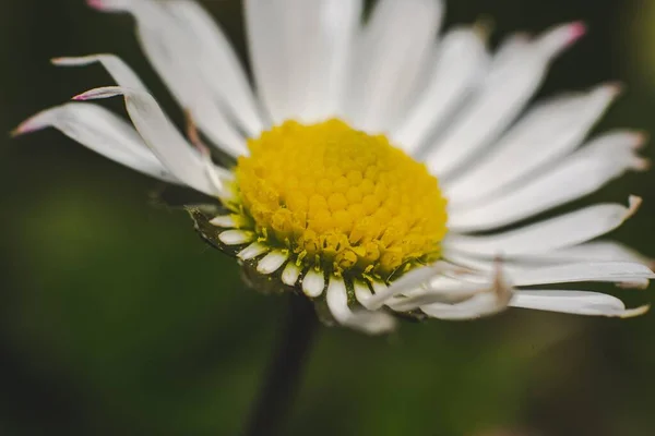 花びらがない花が咲くデイジーのクローズアップショット — ストック写真