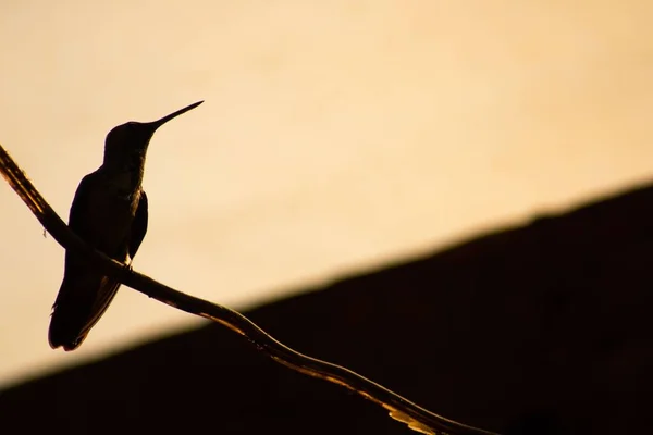Silueta Kolibříka Sedícího Drátě Rozmazaném Pozadí — Stock fotografie