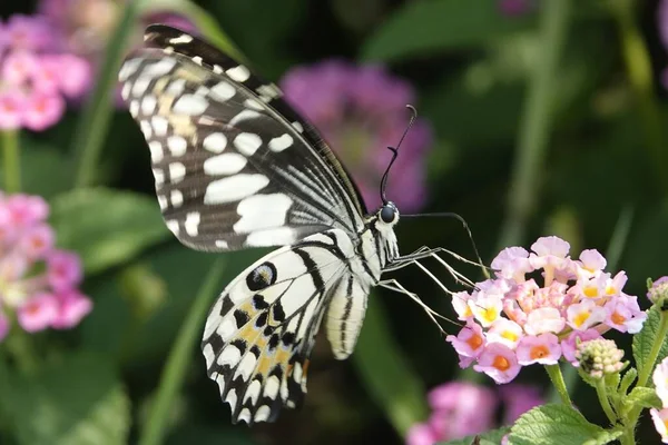 Černobílý Motýl Květině Rozmazaném Pozadí — Stock fotografie