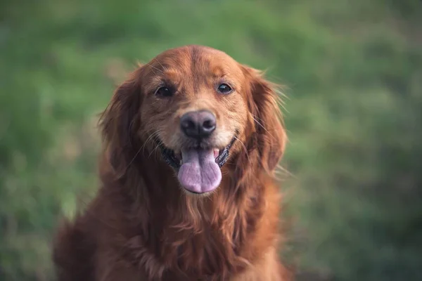 Słodki Golden Retriever Wystawia Swój Język Ogrodzie — Zdjęcie stockowe