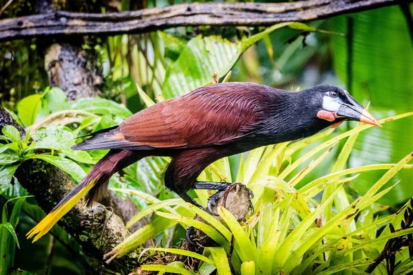 Primer Plano Adorable Montezuma Oropendola Encaramado Una Rama Árbol —  Fotos de Stock